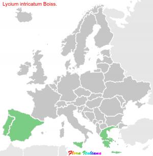 Lycium intricatum Boiss.